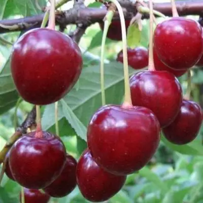 Вишня ТУРГЕНЕВКА в Бобруйске