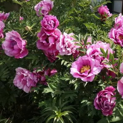 Пион ВРАТА ХРАМА древовидный  в Бобруйске