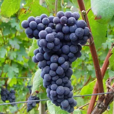 Виноград МУКУЗАНИ в Бобруйске