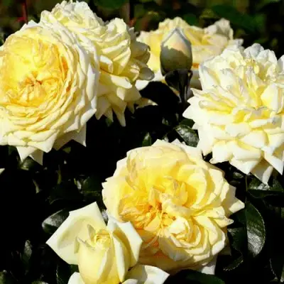 Роза НАДЯ МЕЙДИЛАНД почвопокровная в Бобруйске