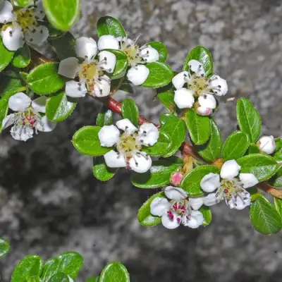 Кизильник ТАНГСТЕДТ горизонтальный  в Бобруйске