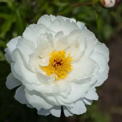 Пион МИСС АМЕРИКА травянистый в Бобруйске