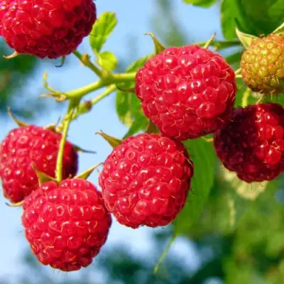 Малина МЕТЕОР в Бобруйске