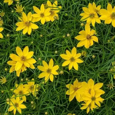 Кореопсис мутовчатый в Бобруйске