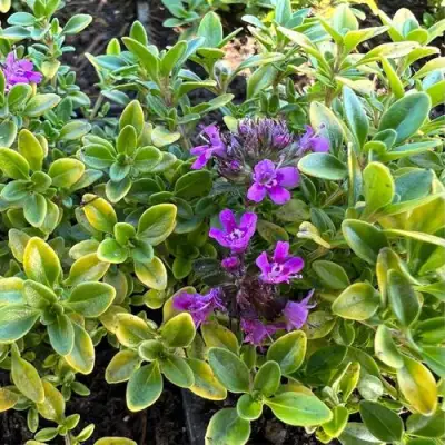 Тимьян АРЧЕРЗ ГОЛД в Бобруйске