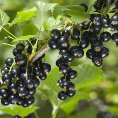 Смородина черная БЕН КОНАН в Бобруйске