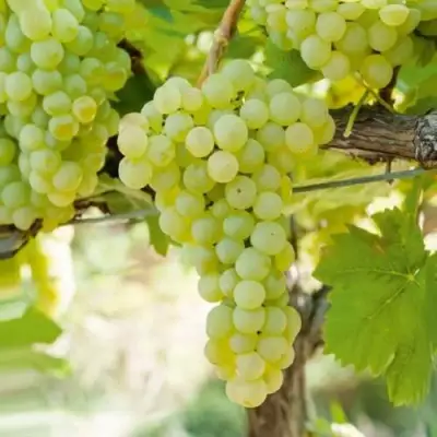 Виноград КИШМИШ МУСКАТНЫЙ в Бобруйске