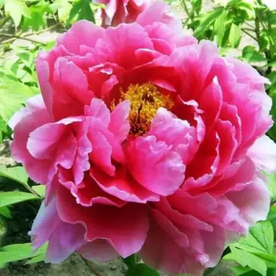 Пион ВОСХОД СОЛНЦА древовидный в Бобруйске