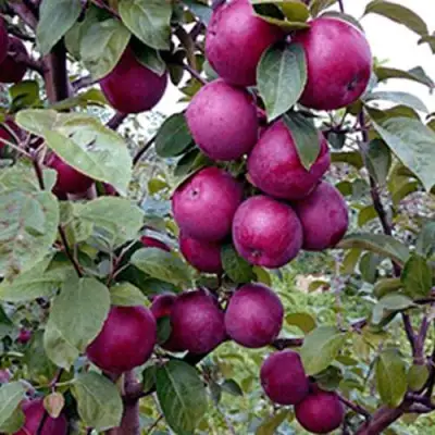 Яблоня СПАРТАН в Бобруйске