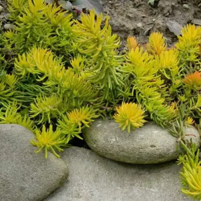 Очиток (седум) АНГЕЛИНА оттогнутый в Бобруйске