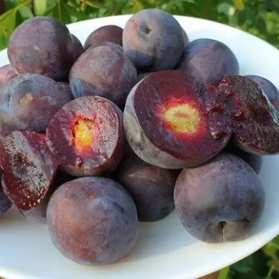 Сливово-вишневый гибрид МЕЙНОР в Бобруйске