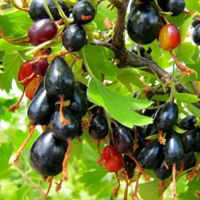 Смородина золотистая БОКАЛИНСКАЯ в Бобруйске