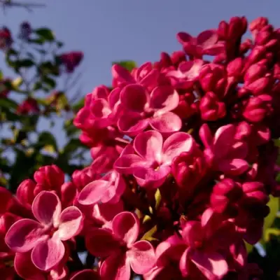 Сирень КРАСНАЯ МОСКВА в Бобруйске