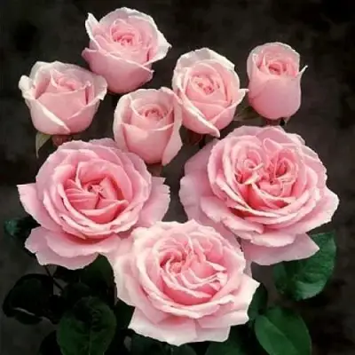 Роза ФРЕДЕРИК МИСТРАЛЬ чайно-гибридная в Бобруйске