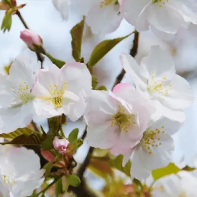 Вишня ОКАМЕ в Бобруйске