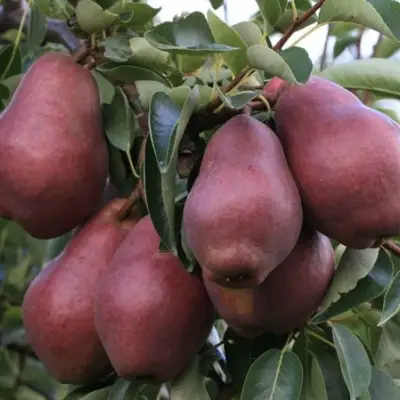 Груша РЕД ВИЛЬЯМС в Бобруйске