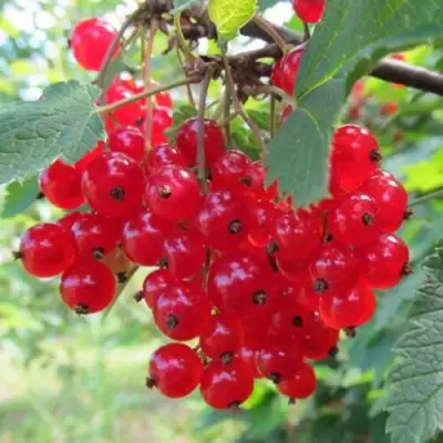 Смородина красная КРАСНАЯ АНДРЕЙЧЕНКО в Бобруйске