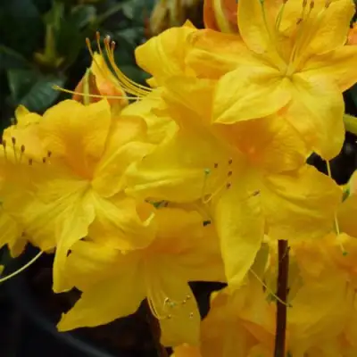 Азалия ЛИМЕТТА листопадная в Бобруйске