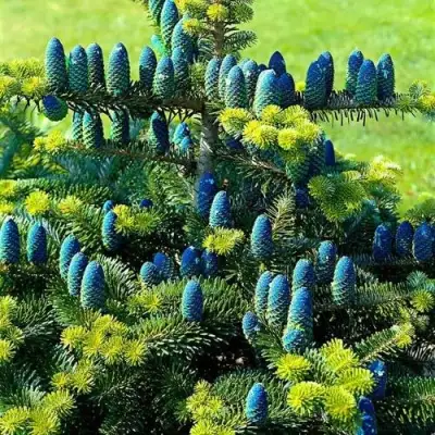 Пихта корейская  в Бобруйске