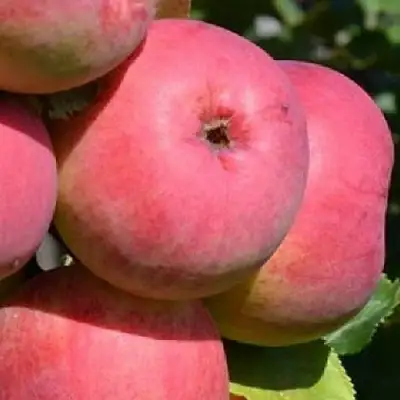 Яблоня ВЭМ-РОЗОВЫЙ в Бобруйске