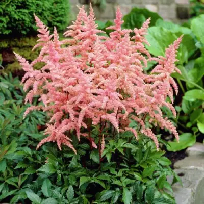 Астильба БРЕССИНГЕМ БЬЮТИ Арендса в Бобруйске