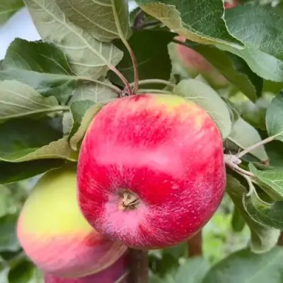 Яблоня АРБАТ колонновидная в Бобруйске