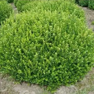 Самшит ФОЛКНЕР в Бобруйске