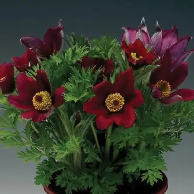 Прострел ПИНВИЛ РЕД ШЕЙДЕС в Бобруйске