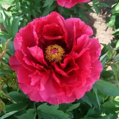 Пион КРАСНЫЙ ГИГАНТ древовидный в Бобруйске