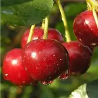 Дюк ПРЕВОСХОДНАЯ ВЕНЬЯМИНОВА в Бобруйске