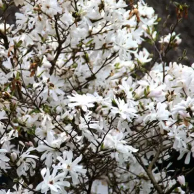 Магнолия СТЕЛЛАТА в Бобруйске