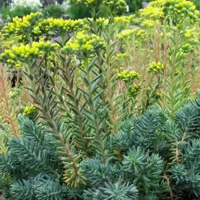 Очиток (седум) отогнутый в Бобруйске