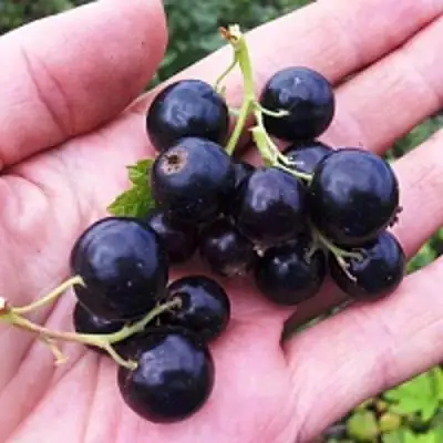 Смородина чёрная ГЕРКУЛЕС в Бобруйске