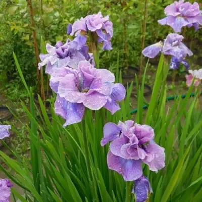 Ирис ХЭВИНГ ФАН сибирский в Бобруйске