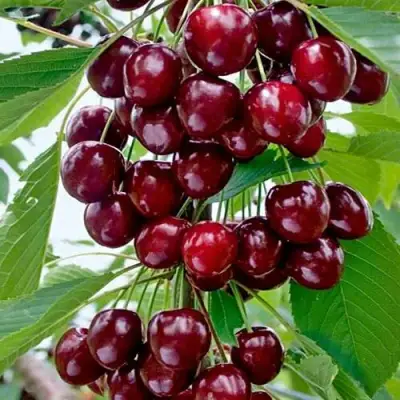 Черешня ХЕЛЕНА колоновидная в Бобруйске