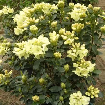 Рододендрон ГОЛДКРОН в Бобруйске