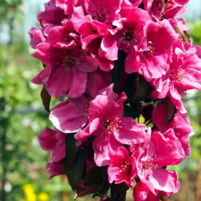 Яблоня МАЛИНОВОЕ ОЖЕРЕЛЬЕ колонновидная в Бобруйске