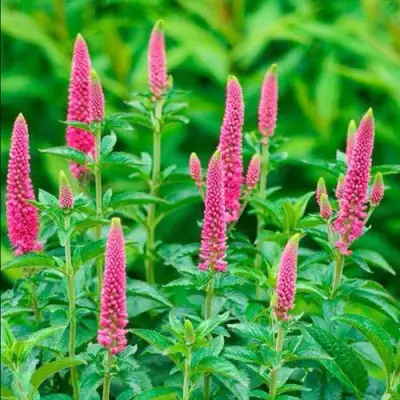 Вероника РОНИКА ФУКСИЯ в Бобруйске