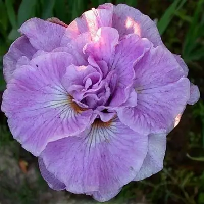 Ирис ИМПЕРИАЛ ОПАЛ сибирский в Бобруйске