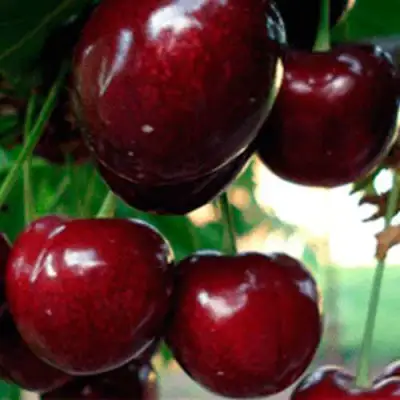 саженцы черешни Василиса