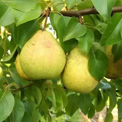 Груша ВЕЛИКАЯ ЛЕТНЯЯ (БОЛЬШАЯ ЛЕТНЯЯ) в Бобруйске