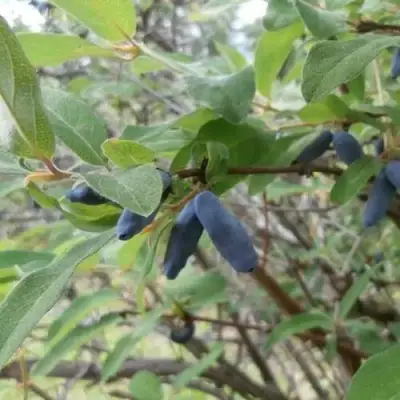 Жимолость съедобная ПУШКИНСКАЯ в Бобруйске