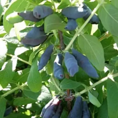 Жимолость съедобная НИМФА (ГАММА) в Бобруйске