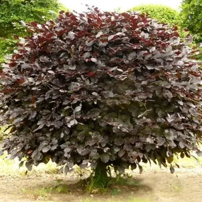 Бук лесной АТРОПУНИЦЕА в Бобруйске