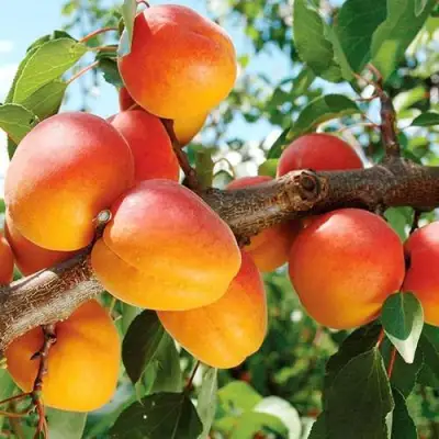 Абрикос ТРИУМФ СЕВЕРНЫЙ в Бобруйске