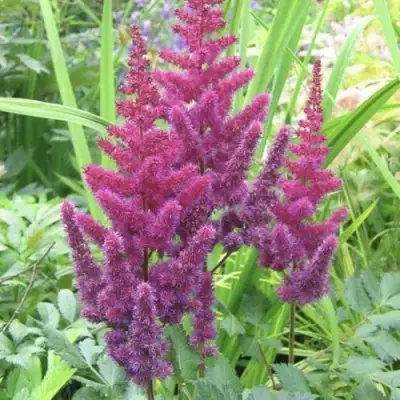 Астильба КАРАОКЕ ПАРТИ китайская в Бобруйске