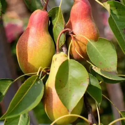 Груша РУССКАЯ КРАСАВИЦА (КРАСАВИЦА ЧЕРНЕНКО) в Бобруйске