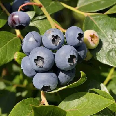 Голубика ШАНТЕКЛЕР в Бобруйске