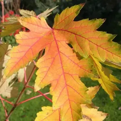 Клен серебристый в Бобруйске