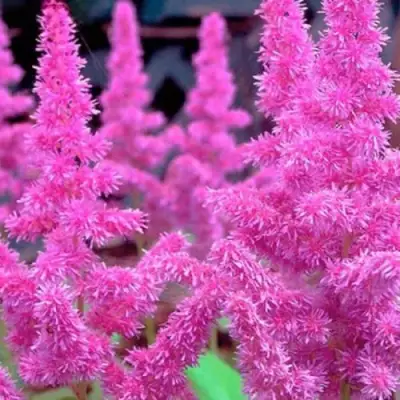 Астильба АМЕТИСТ Арендса в Бобруйске